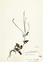 藏品(馬鞭草(鐵馬鞭))的圖片